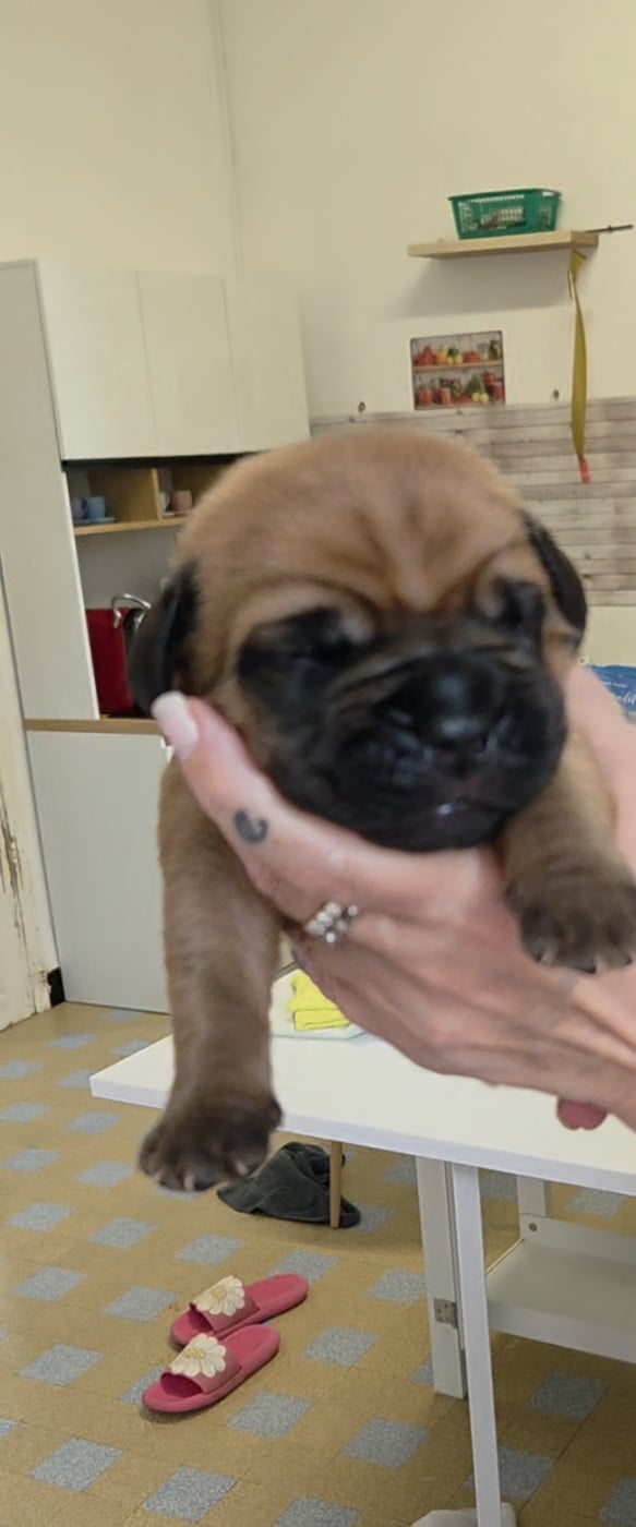 Chiot N°6 - Dogue de Bordeaux