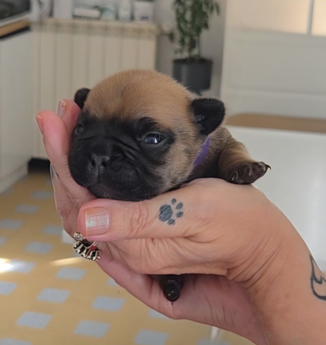 Chiot Bouledogue français