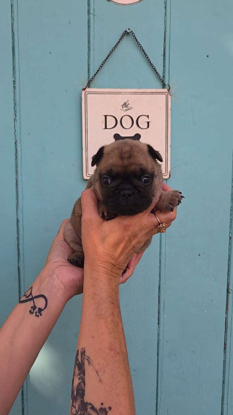 Chiot N°5