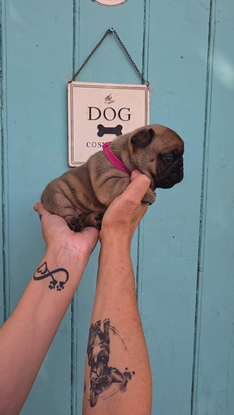Chiot N°5