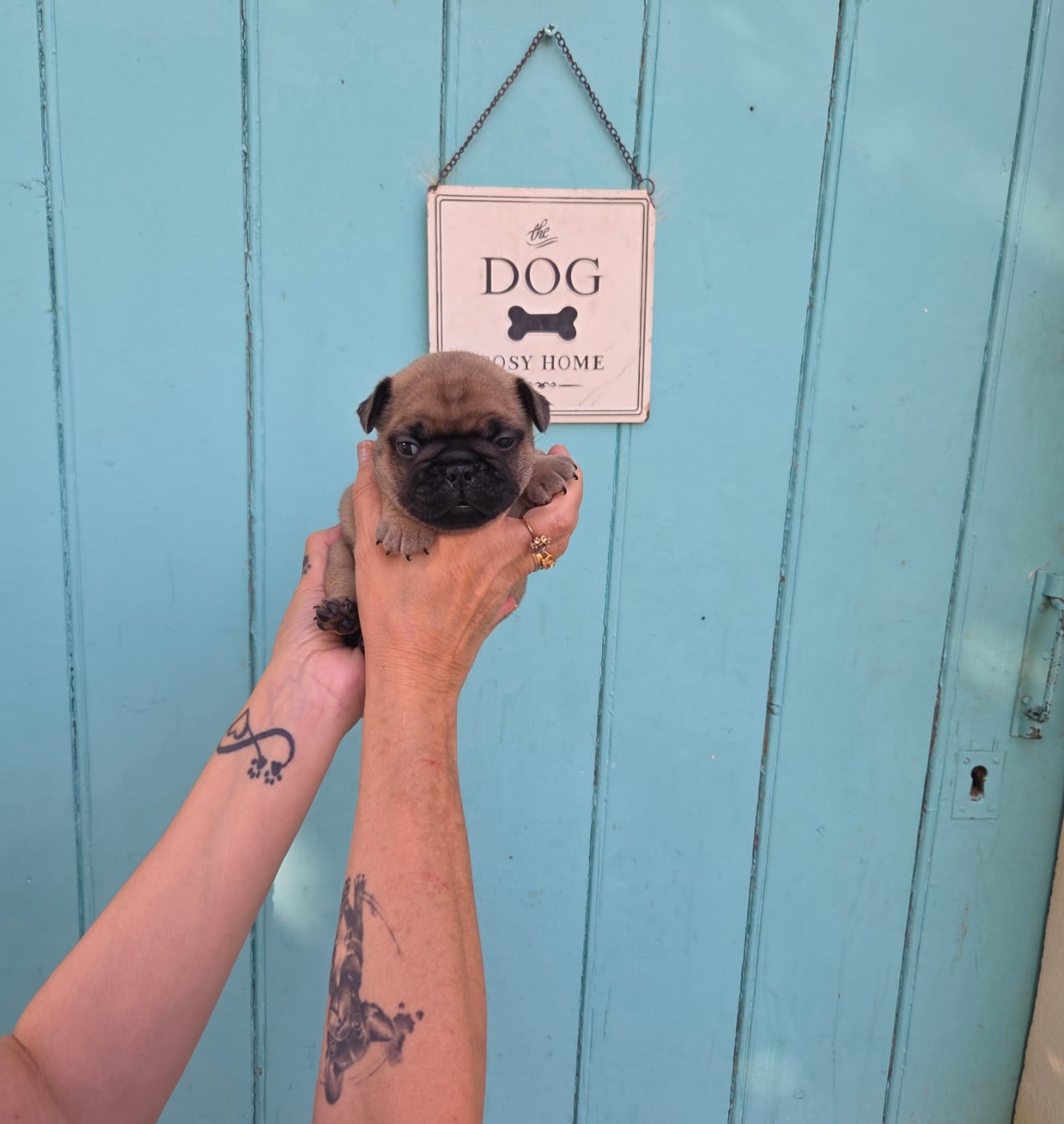 Chiot N°5