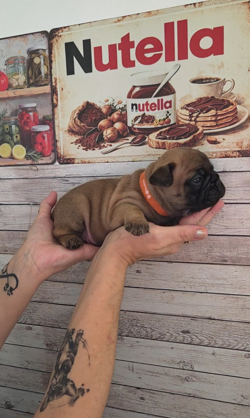 Chiot N°1
