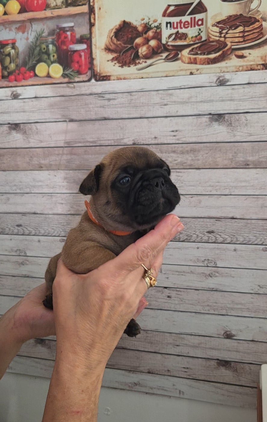 Chiot N°1