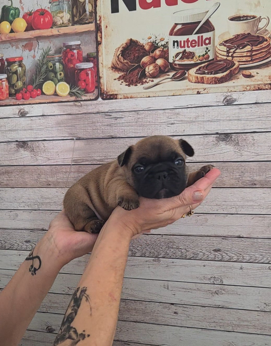 Chiot N°1
