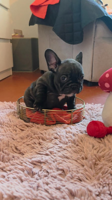 Les chiots de Bouledogue français