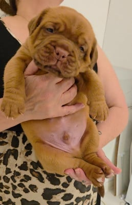 Les chiots de Dogue de Bordeaux