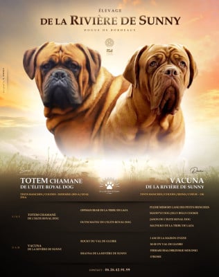 CHIOT 1 - Dogue de Bordeaux