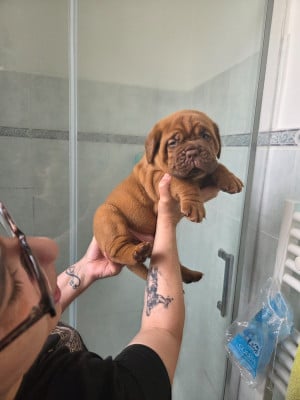 Les chiots de Dogue de Bordeaux