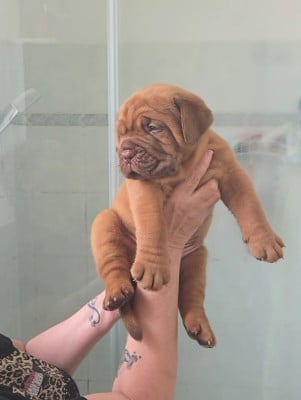 Les chiots de Dogue de Bordeaux