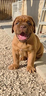 Les chiots de Dogue de Bordeaux