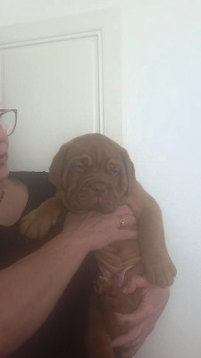 Les chiots de Dogue de Bordeaux
