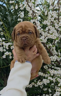 Les chiots de Dogue de Bordeaux