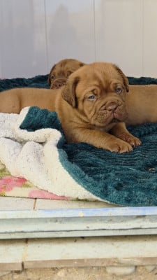 Les chiots de Dogue de Bordeaux