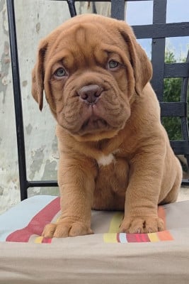 Les chiots de Dogue de Bordeaux