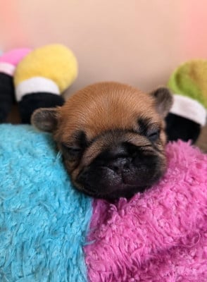 Les chiots de Bouledogue français