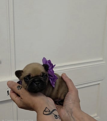 Les chiots de Bouledogue français