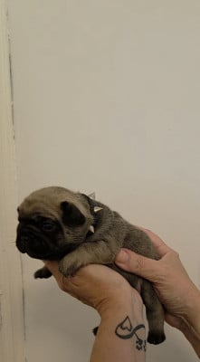 Les chiots de Bouledogue français