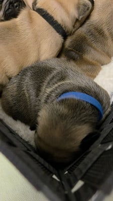 Les chiots de Bouledogue français