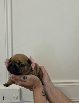 Les chiots de Bouledogue français