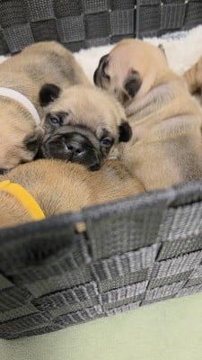 Les chiots de Bouledogue français