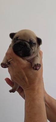 Les chiots de Bouledogue français