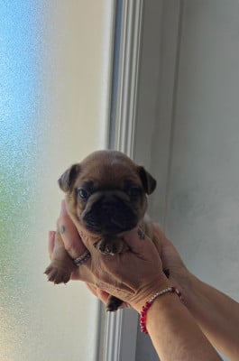 Les chiots de Bouledogue français