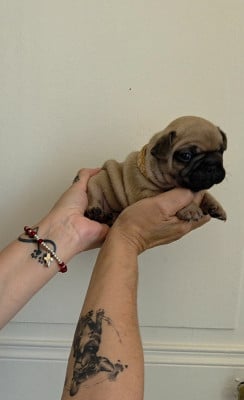 Les chiots de Bouledogue français