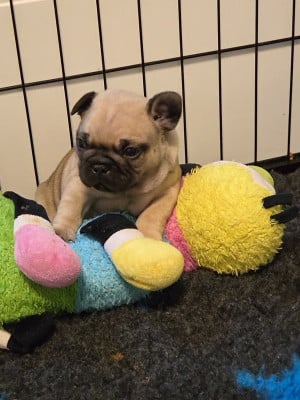 Les chiots de Bouledogue français