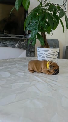 Les chiots de Bouledogue français