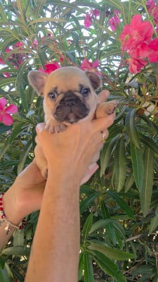 Les chiots de Bouledogue français