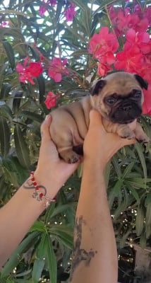 Les chiots de Bouledogue français