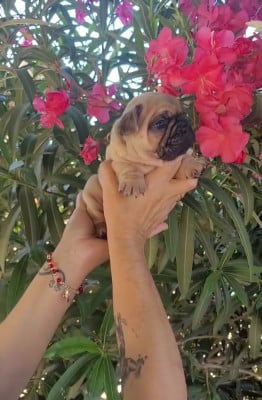 Les chiots de Bouledogue français