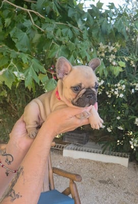Les chiots de Bouledogue français