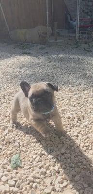 Les chiots de Bouledogue français