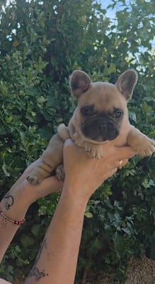 Les chiots de Bouledogue français
