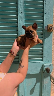 Les chiots de Bouledogue français