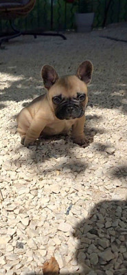 Les chiots de Bouledogue français