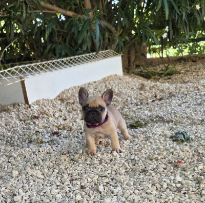 Les chiots de Bouledogue français