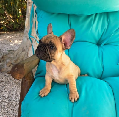 Les chiots de Bouledogue français