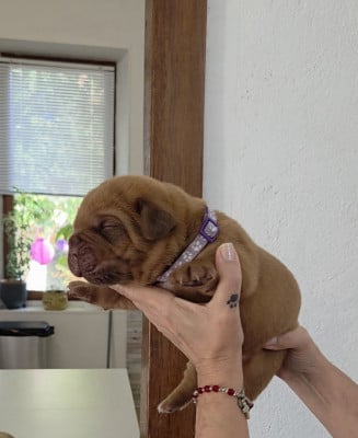 Les chiots de Dogue de Bordeaux