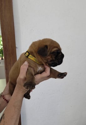 Les chiots de Dogue de Bordeaux
