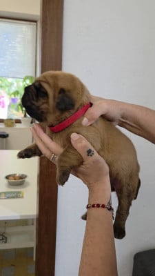 Les chiots de Dogue de Bordeaux