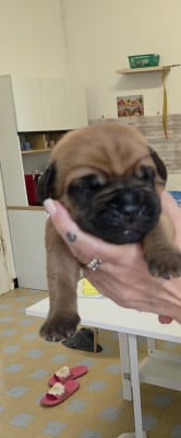 Les chiots de Dogue de Bordeaux