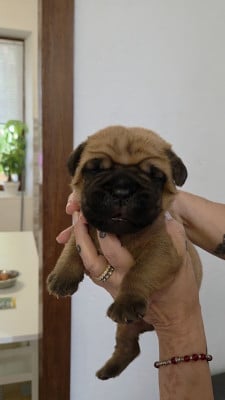 Les chiots de Dogue de Bordeaux