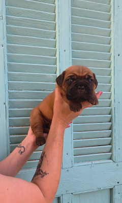 Les chiots de Dogue de Bordeaux