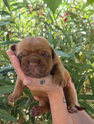 Les chiots de Dogue de Bordeaux
