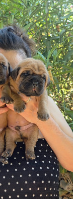 Les chiots de Dogue de Bordeaux