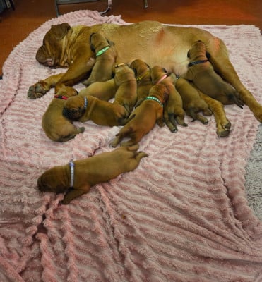 Les chiots de Dogue de Bordeaux