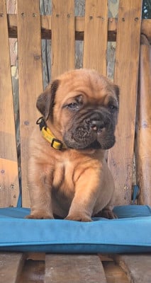 Les chiots de Dogue de Bordeaux