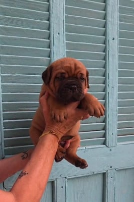 Les chiots de Dogue de Bordeaux